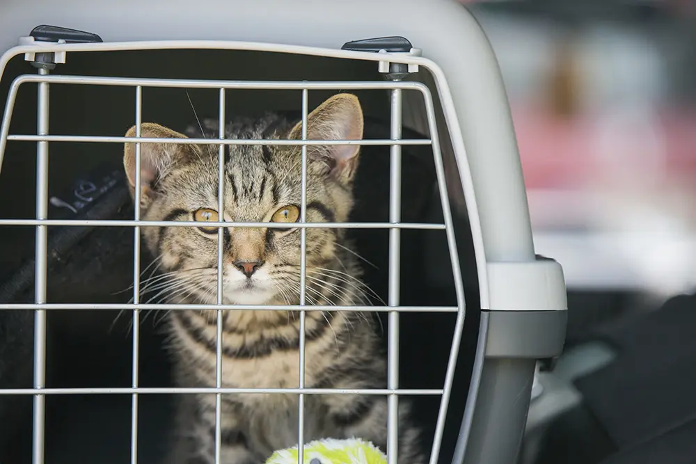 Katze in Transportbox